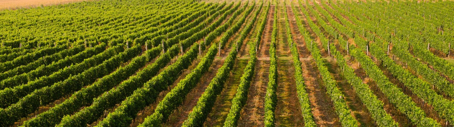 Bulgarian Vineyards