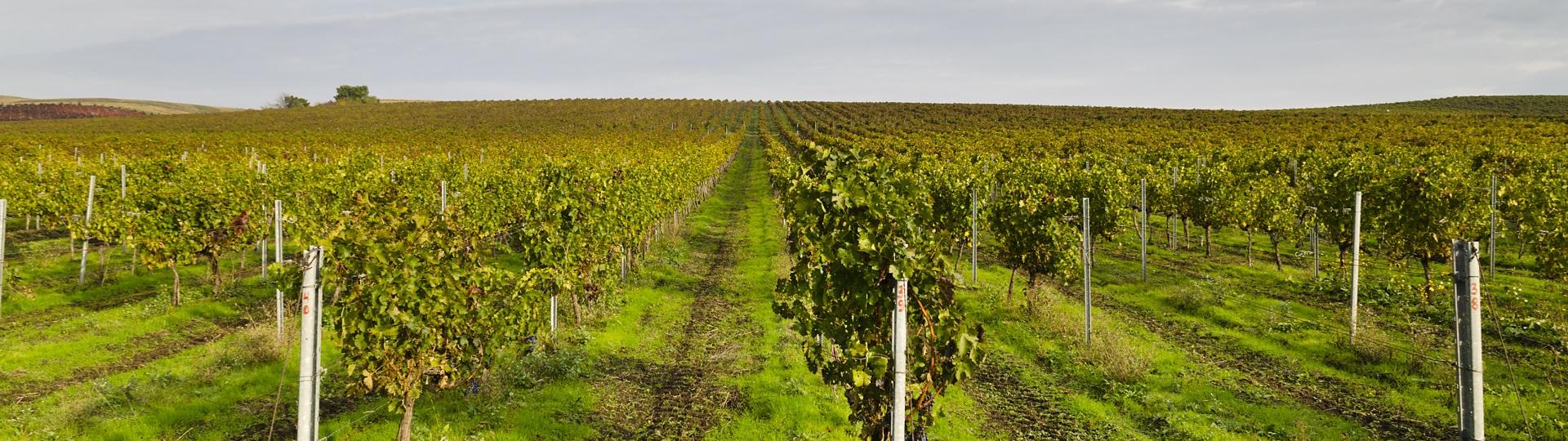 Bulgaria, Vineyards