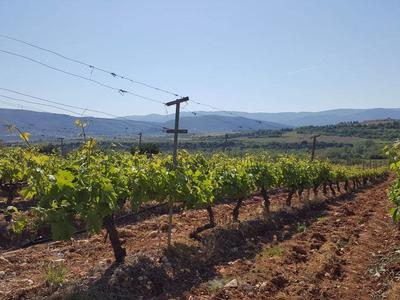 Vineyard in Adriani